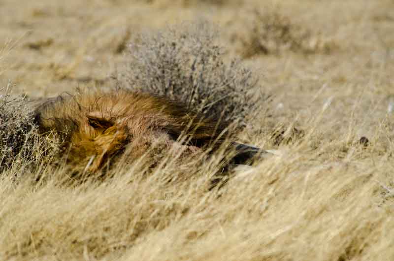 28 - Namibia - leones comiendo - parque nacional de Etosha